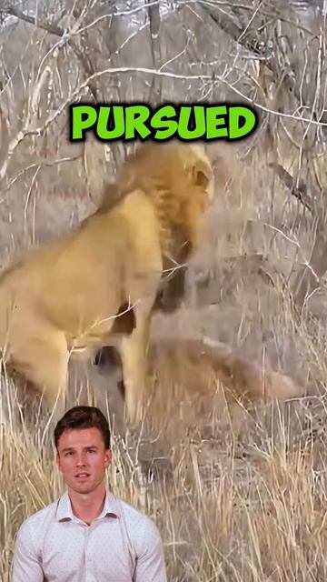 mWi8p7dsslk - A lion robbed a hyena for food, but was accidentally bitten #animalworld #shorts