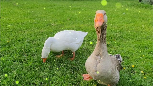 Маня и Ваня: Кто осмелится погладить? 🦢🦢