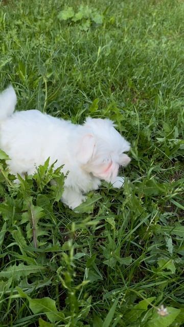 Мальтезе от Чемпионов. Продажа авито. Др 14.04.2025