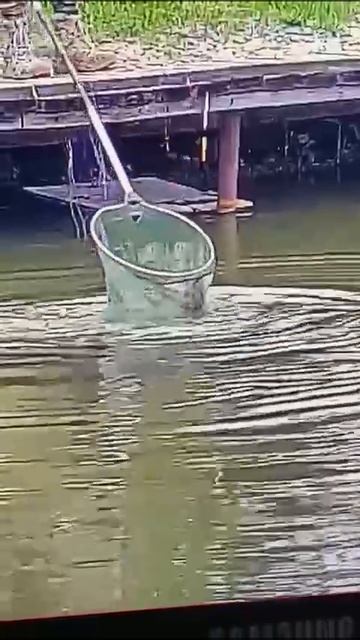 КРХ ТРИФОН