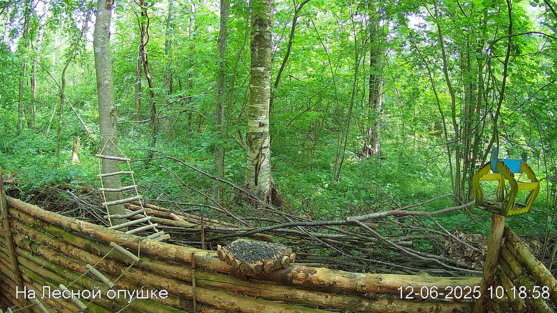 Лето в ЛЕСУ онлайн #Relaxing #природа #звуки леса #птицы #погода