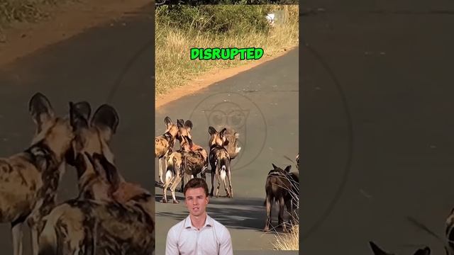 vsV_Q-ZxAoo - ＊＊＂The Great Bluff： Oil Pig Outsmarts Ten Wild Dogs with Bold Defiance＂＊＊ #shorts #ani