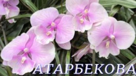 №1088/СВЕЖИЕ орхидеи в с/ц на АТАРБЕКОВА