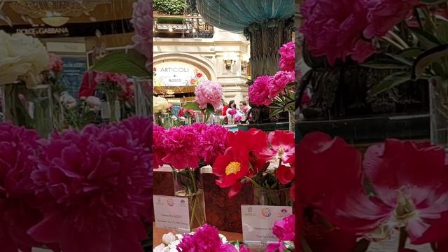 Пионы России -пионы в ГУМе -выставка-фестиваль цветов в ГУМе к Дню России