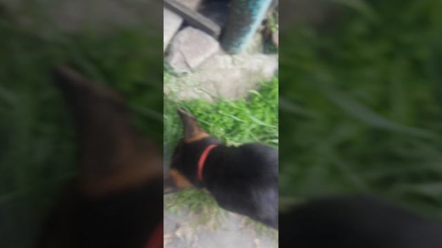 20250612_133556.mp4