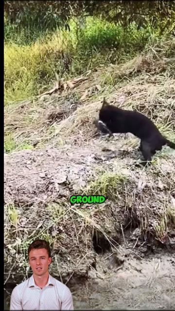 taicLW2QXz8 - ＂Silent Shadows： The Cat's Forest Hunt＂ #shorts #wildlife #animals  #viral #wildanimal