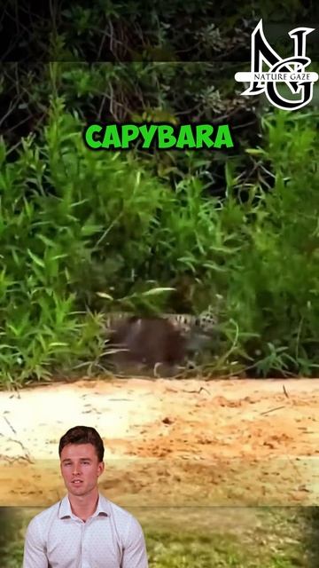 tIngnQHaIW8 - ＂Silent Strike： Jaguar's Riverbank Ambush＂ #shorts #animals  #wildanimals #wildlife #n