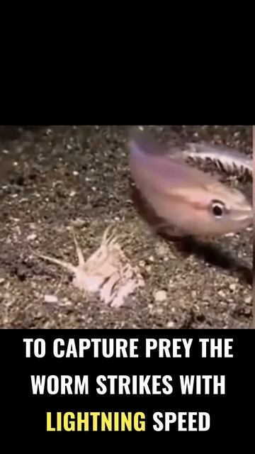 xrd_j0H-8ag - Bobbit Worm ｜ The Nightmare Of The Deep #shorts