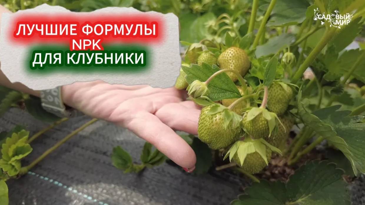 УДОБРЕНИЕ ДЛЯ КЛУБНИКИ С ЛУЧШЕЙ ФОРМУЛОЙ NPK - ПОВЫШЕНИЕ УРОЖАЯ В 2 РАЗА!
