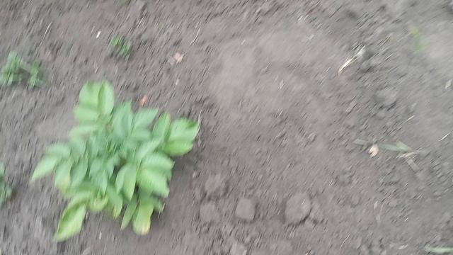 1000029941.mp4. 12 июня. Утро пасмурное.  Двор зарастает.