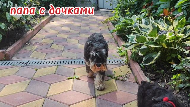 🐶🐕Папа с дочками 🐕🐶