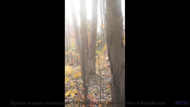 Леса звучат громче любого хора вместе с этим саундом - Pives And Flarinet -- Podington Bear -- Meet
