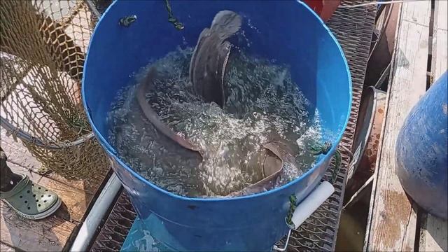 Зарыбление Верхнего пруда сомом в кол-ве 200кг. Клёвое место лосиный остров.