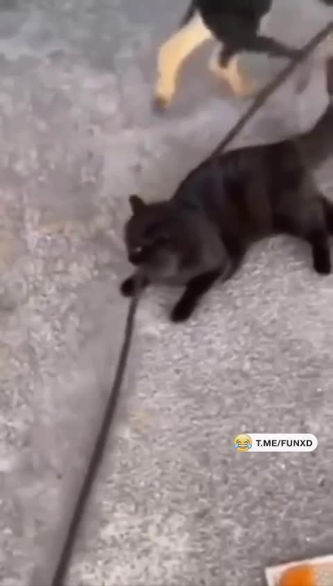 Суету навести охота😄
