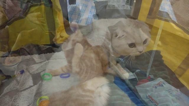 Выставка кошек Комсомольск