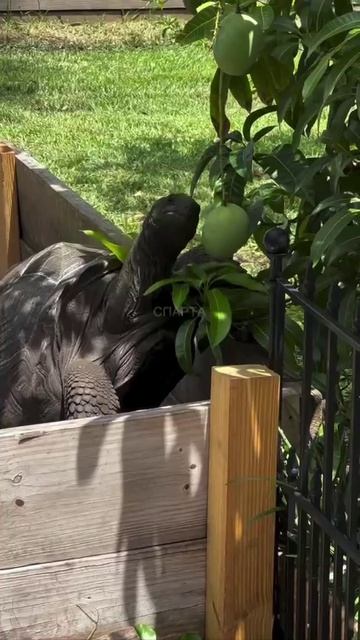 Висит груша нельзя скушать. ЮМОР.