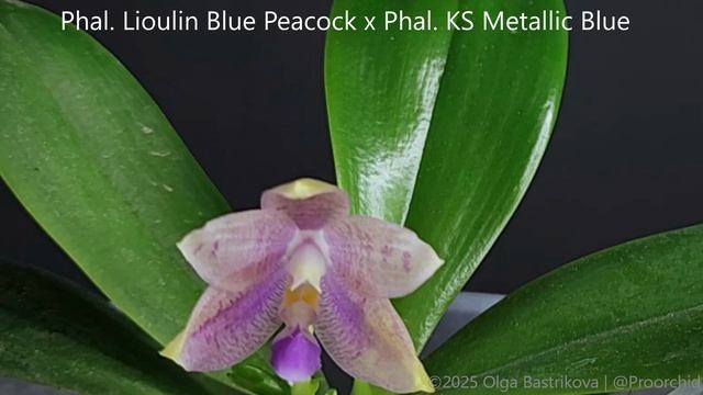 Phal. Lioulin Blue Peacock x Phal. KS Metallic Blue 16_9
