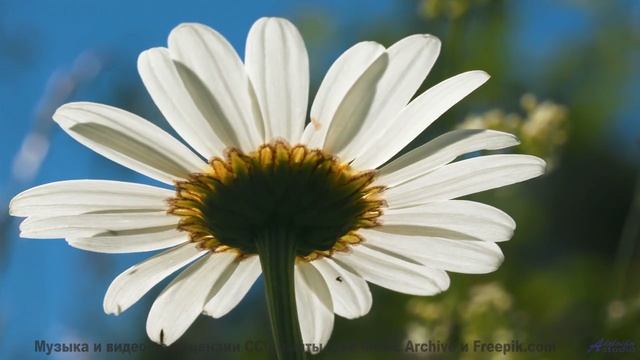 Камера ведёт туда, где заканчиваются слова и начинается звук - Clavecin -- Anne Laplantine -- Padon