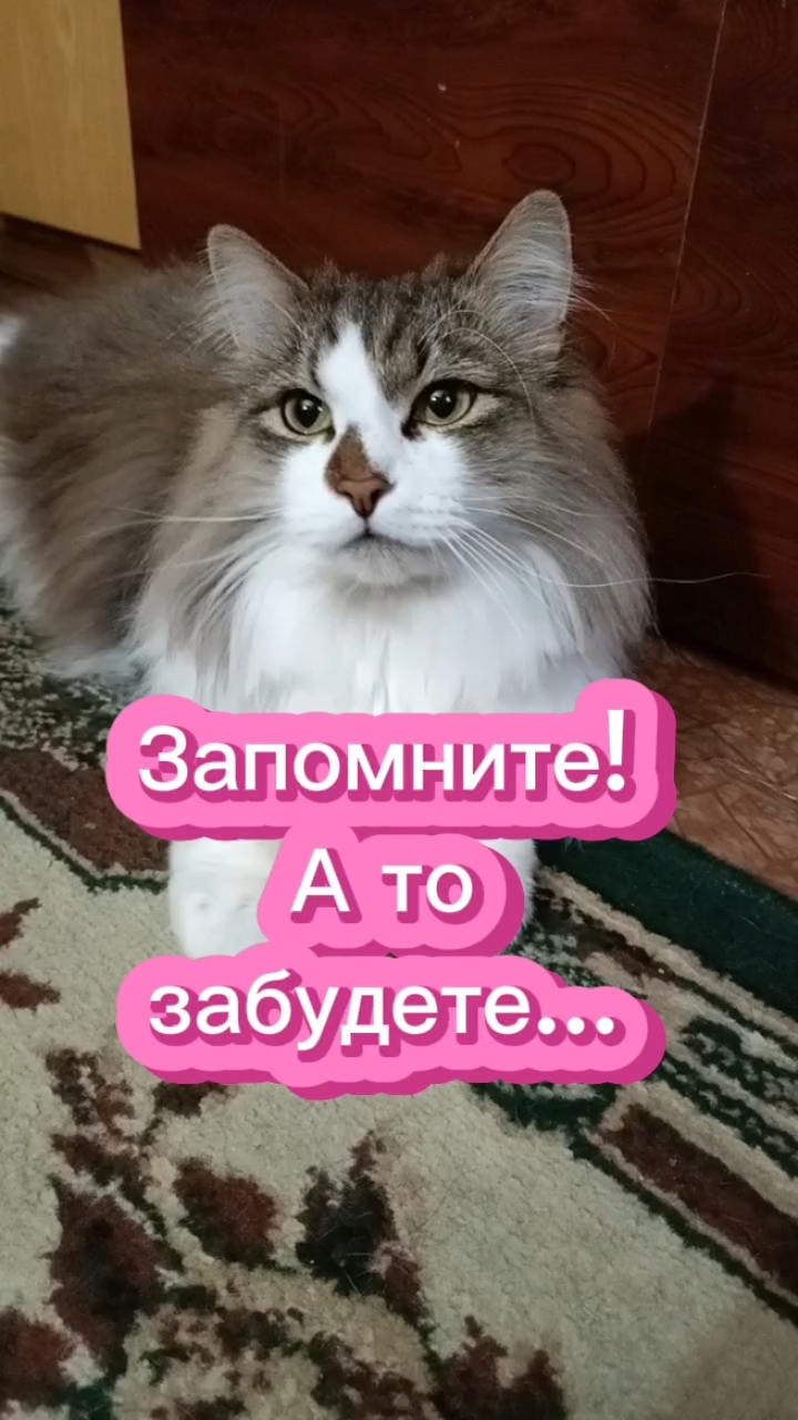 Запомните, а то забудете 🤣