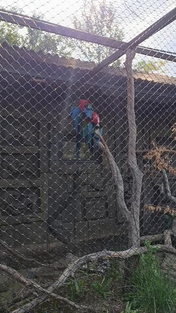 Птички