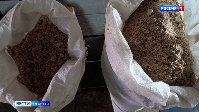 Атака вредителя: непарный шелкопряд в Республике Алтай