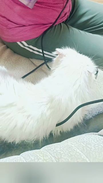 1000058699.mp4 Котик