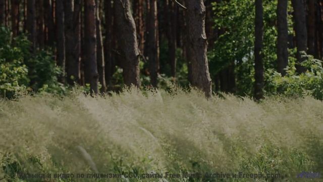 Леса шепчут свои истории вместе с этим треком - Die Mit Dem Kontrabass -- Phillip Gross -- Quart