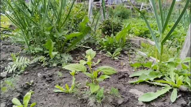 11.06.2025. Цветочный марафон продолжается. Гроза!