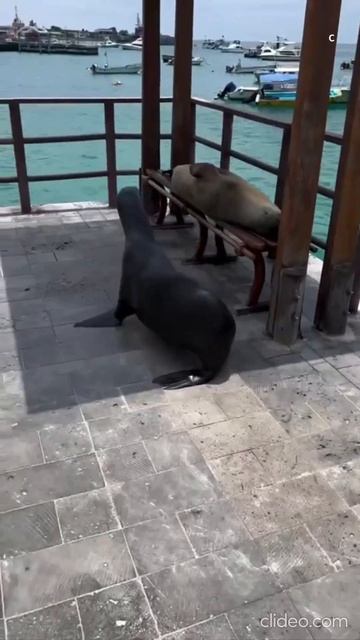 🦭 Галапагос