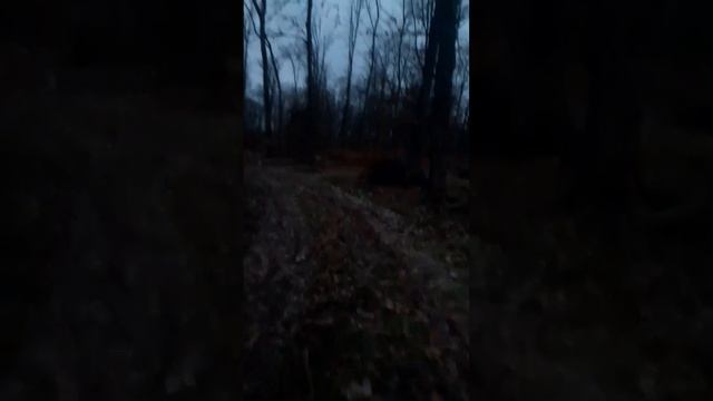 Прогулка по лесу, где скоро посадят новые деревья