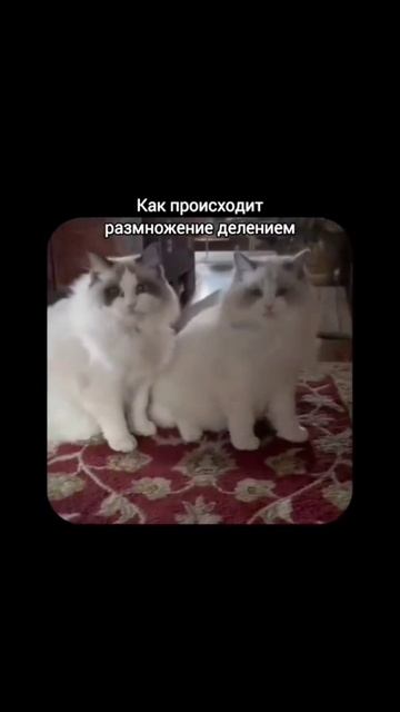 Вот как на самом деле размножаются коты 🤣😯