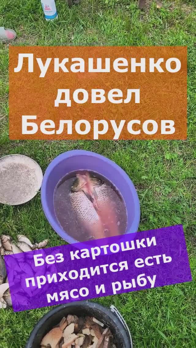 Лукашенко довел Белорусов. Без картошки приходится есть мясо и рыбу