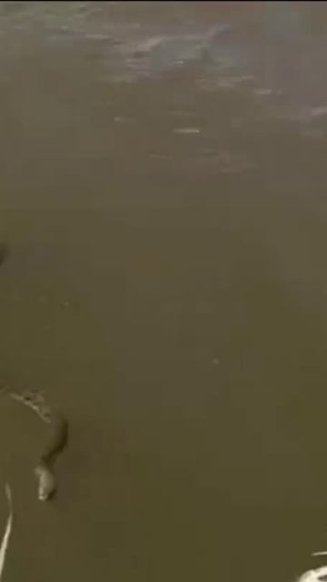 В водоёме Владимирской области плыла неизвестная змея