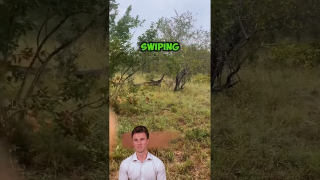 zXq1wwDLHmk - The Brave Leader： A Warthog's Triumph #animals #shorts  #wildlifetales