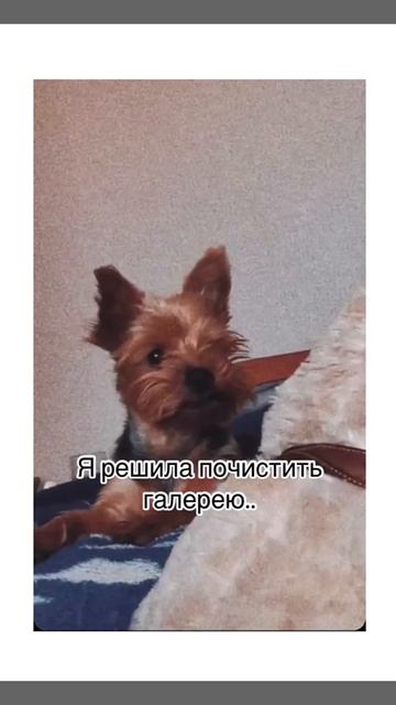 Йоршский терьер