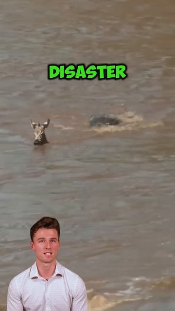 yWt3TIOVY4I - ＂Nature’s Cruel Lesson： The Young Zebra’s Final Struggle＂ #shorts #animals