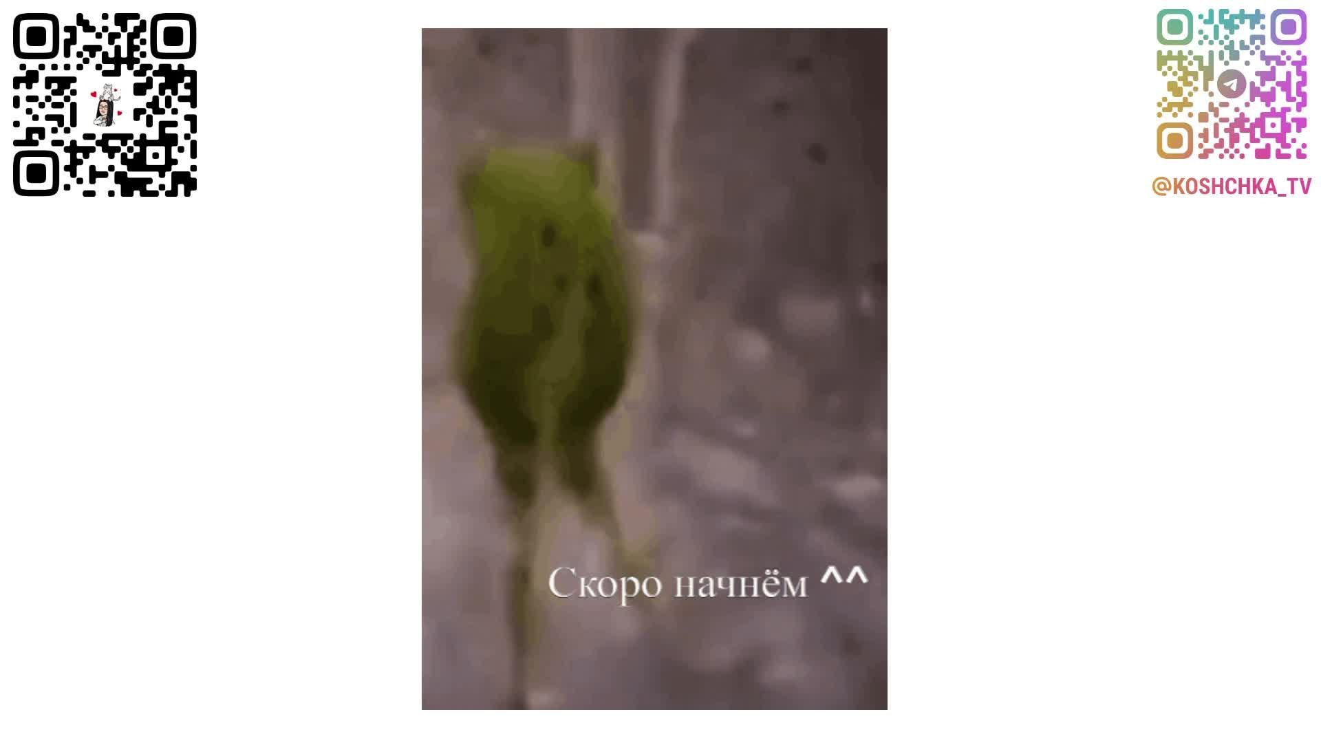 Собираем котика, слушаем музыку и болтаем ^.__.^