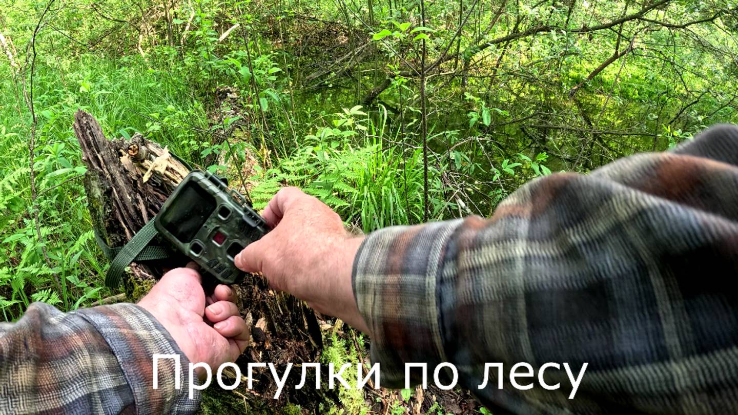 Прогулки по лесу  Села батарейка и все битые файлы у фотоловушки