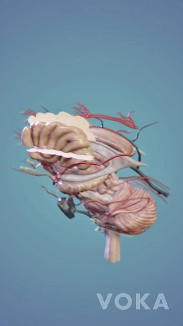 Анатомия мозга в 3D — Нейроанатомия в 3D с VOKA