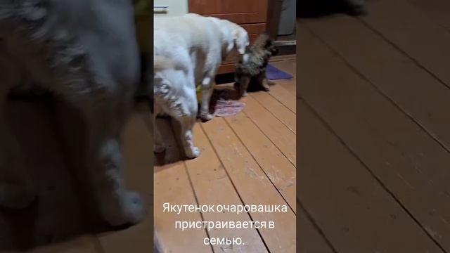 12-06-2025 якутенок пока без имеги из ппбж Якутска.
