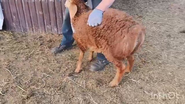 гиссарские ярки 2025