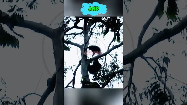 oH6XwzZxvGs - Baboon's Mistake. What did the baboon do to make the chimp hate him so？ #shorts #chimp