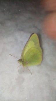 находка весной бабочка на снегу