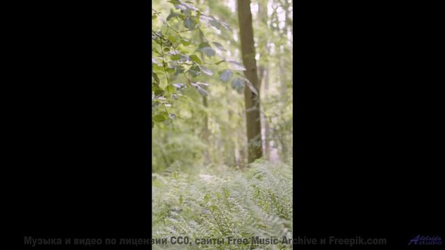 Природа, увиденная через квантовый микроскоп - невероятные детали! - Soft (Lonely Mix) -- Quint Bake