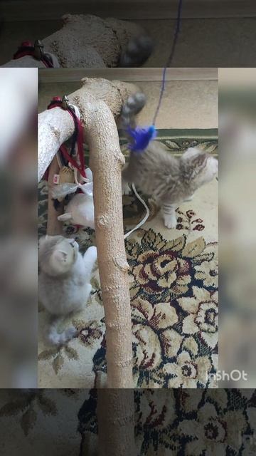 Шотландские вислоухие котята