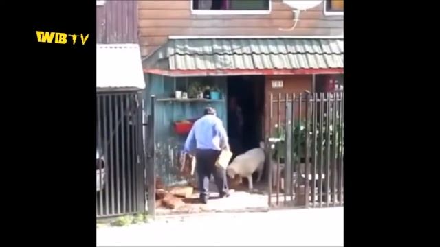 Best jokes april 2016 Лучшие приколы 2016 #251