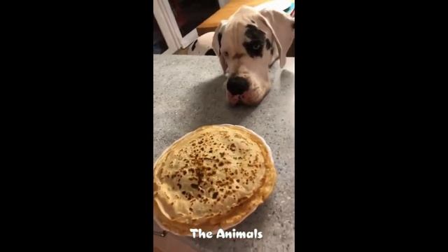 Приколы с животными!