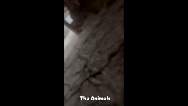 Приколы с животными!