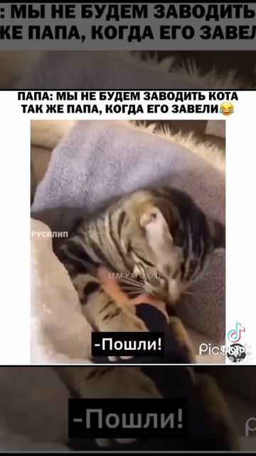 Когда завёл кота