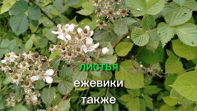 Полезные свойства листьев ежевики